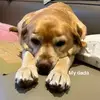 CarrïeHsu - @carrehsu7 - TikTok