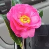 Carrie Kahn - @carrie.kahn - TikTok