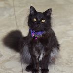Carrie Lloyd - @howlthebatkitten - Instagram