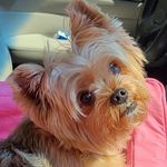 Carrie Lyons - @cmeroar68 - Instagram