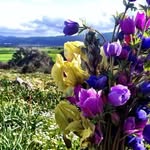 Carrie L Oliver MacMillan - @carrielynnoliver - Instagram