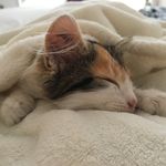 Carrie_mainská_mývalí_kočka - @carrie_mainska_myvali_kocka - Instagram