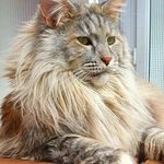 Carrie Michelle's Maine Coon - @carriemichellesmaine - Instagram