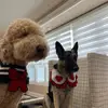 carriemal macchiato - @carriezhang850 - TikTok