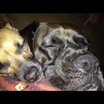 Carrie Manion - @tailsofdeath - Instagram