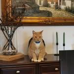 Carrie / Marion - @cats.moraga - Instagram