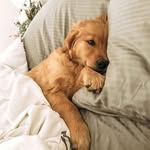 Carrie lover of dog🐶❤️ - @carrie_marrie_genthner12 - Instagram