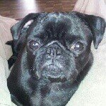 Carrie Mason - @candytheblackpug - Instagram