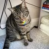 Carrie Mathison715 - @my.dbt.journey - TikTok