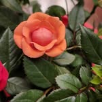 Carrie McFadden - @carriematthews550 - Instagram