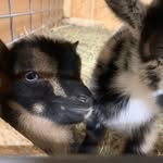 Carrie, Ron, Braxton, Max - @tregostimberlinetrailsfarm - Instagram