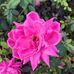 Carrie Mays - Facebook