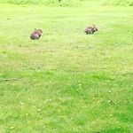 carrie mcbride - @carriemcbbonniescotland - Instagram