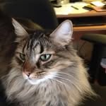 Carrie McCabe - @cmccabeconsult - Instagram