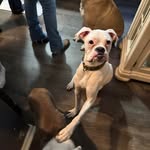 Carrie Mccallum - @boxer_mom_life - Instagram