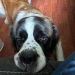 Carrie McCallum - @dory_the_saint - Instagram