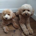 Микки и Кэрри - @mickeyandcarrie - Instagram