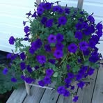 Carolyn Mumpower - Facebook
