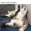 Carrie Murray - @carrie.murray4 - TikTok