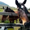 Carrie🐈 - @carrie.oates - TikTok