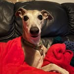 Carrie O'Donnell - @paddypaws2004 - Instagram