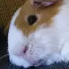 carriehomann0 - @carriehomann0 - TikTok