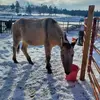 Carrie Pepper - @carrie.pepper69 - TikTok