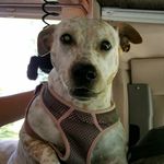 Carrie Petersen - @carriepetersen9937 - Instagram