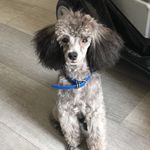 Carrie Pollock - @arlo_the_trickster - Instagram
