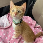 Pichu and Carrie Pounds - @pichuandcarrie - Instagram