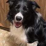 Carrie Pringle - @lifeof_abordercollie - Instagram