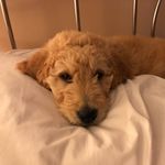 Carrie Probst Schurtz - @buttercup_esa - Instagram