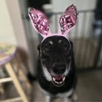 Carrie Purcell - @carriebencsik - Instagram