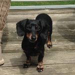Carrie Roller - @howiemom8 - Instagram