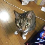 Kaoru Carrie Mineo - @carrie_saba - Instagram