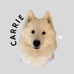 Carrie ✨ - @carrie_samoyed_girl - Instagram