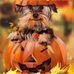 Carrie Anne Shields - Facebook