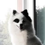 Carrie Szpic Mały - @carrie.small.spitz - Instagram
