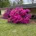 Carolyn Harris Springman - Facebook