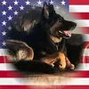 German Shepherd Mom of 2 ❤️🐾 - @carriestephens1 - TikTok