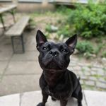 Dex(tr)  ( Carrie Raging Infinite Storm ) - @dex_staffbull - Instagram