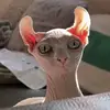 Carrie - @carriestrawberrie - TikTok