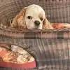 Carrie Stringer - @carrie.stringer2 - TikTok