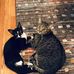 Carrie Talbott - Facebook