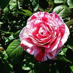 Carrie Weeks Photography - @carrieweeksphotography - Instagram