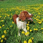 Carrie welššpringršpaněl - @carrie_welshspringrspaniel - Instagram