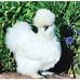Carolyn Winchell - Facebook