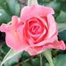Carrie Withrow - Facebook