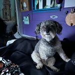Carrie Wolf - @apothocarri3 - Instagram