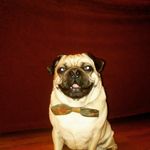 Carrie Yeager - @prof.oswald.the.pug - Instagram